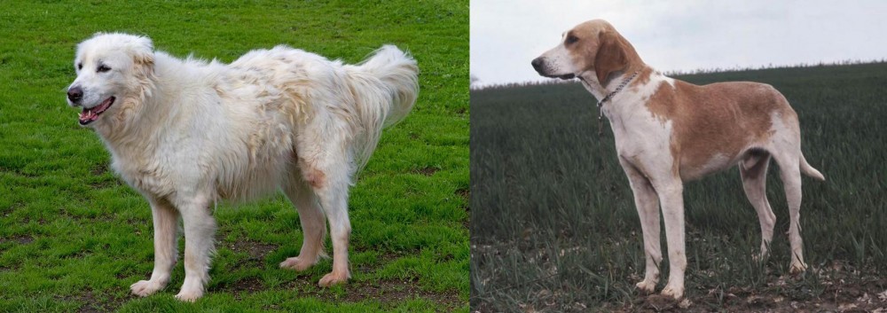 Grand Anglo-Francais Blanc et Orange vs Abruzzenhund - Breed Comparison