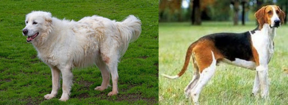 Grand Anglo-Francais Tricolore vs Abruzzenhund - Breed Comparison