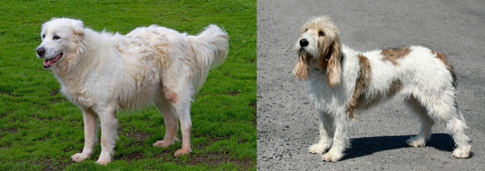 Grand Basset Griffon Vendeen vs Abruzzenhund - Breed Comparison