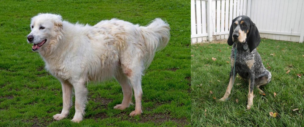 Grand Bleu de Gascogne vs Abruzzenhund - Breed Comparison