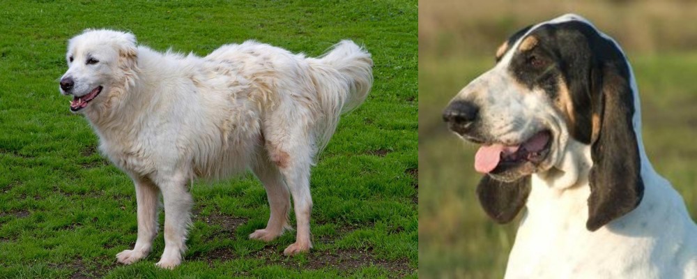 Grand Gascon Saintongeois vs Abruzzenhund - Breed Comparison