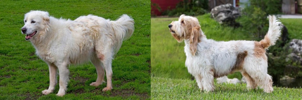 Grand Griffon Vendeen vs Abruzzenhund - Breed Comparison