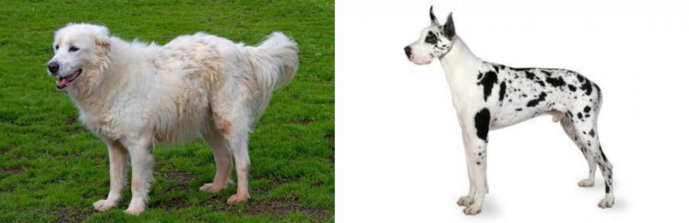 Great Dane vs Abruzzenhund - Breed Comparison