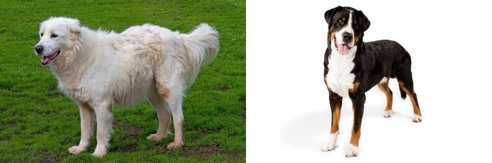Greater Swiss Mountain Dog vs Abruzzenhund - Breed Comparison