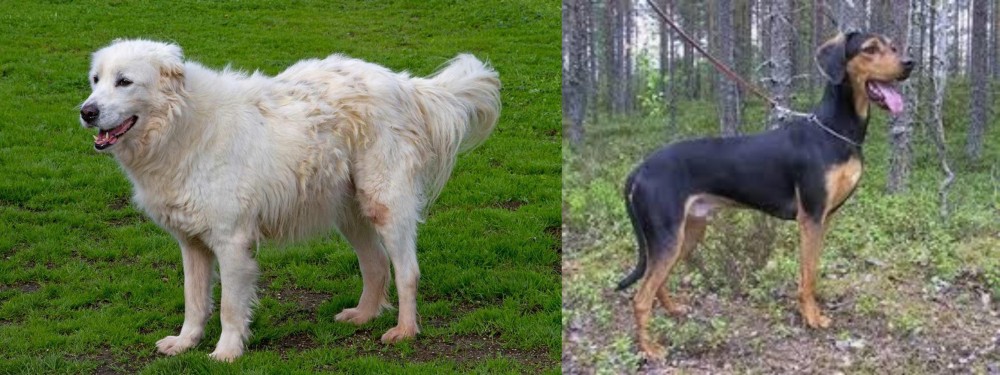 Greek Harehound vs Abruzzenhund - Breed Comparison