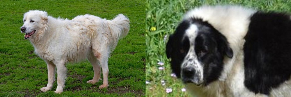 Greek Sheepdog vs Abruzzenhund - Breed Comparison