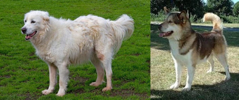 Greenland Dog vs Abruzzenhund - Breed Comparison