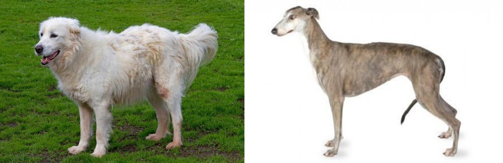 Greyhound vs Abruzzenhund - Breed Comparison