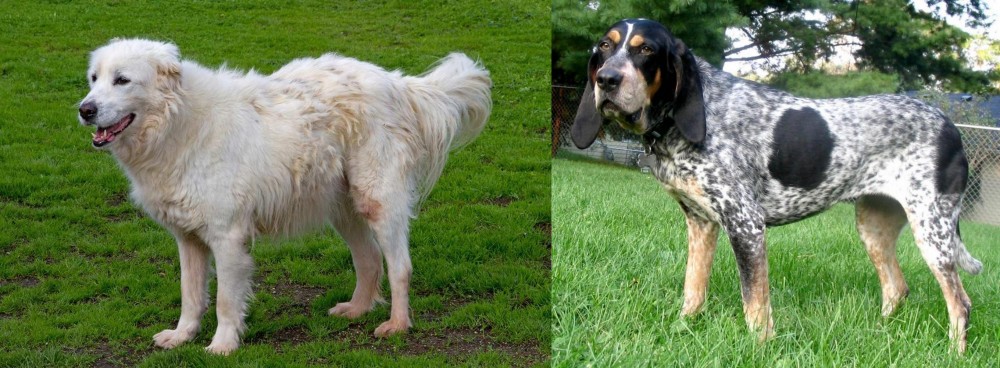 Griffon Bleu de Gascogne vs Abruzzenhund - Breed Comparison