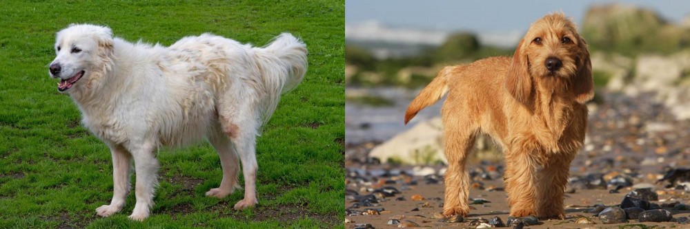 Griffon Fauve de Bretagne vs Abruzzenhund - Breed Comparison