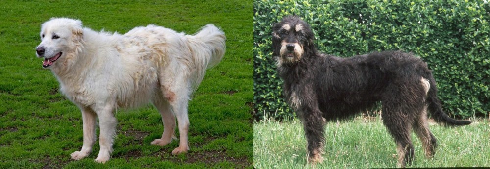 Griffon Nivernais vs Abruzzenhund - Breed Comparison