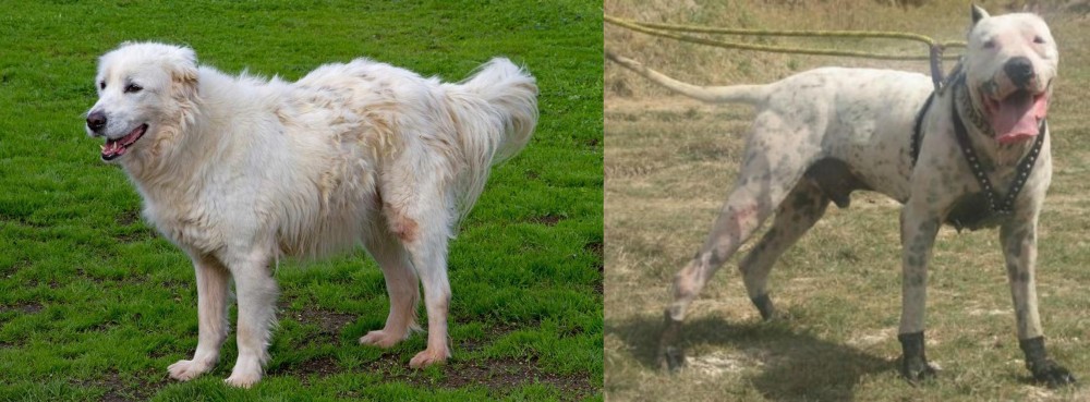 Gull Dong vs Abruzzenhund - Breed Comparison