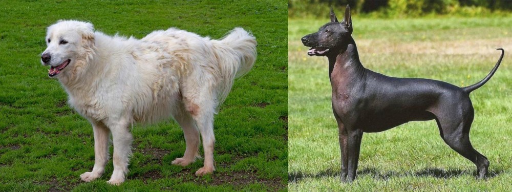 Hairless Khala vs Abruzzenhund - Breed Comparison