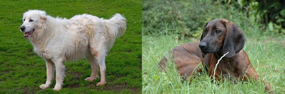 Hanover Hound vs Abruzzenhund - Breed Comparison
