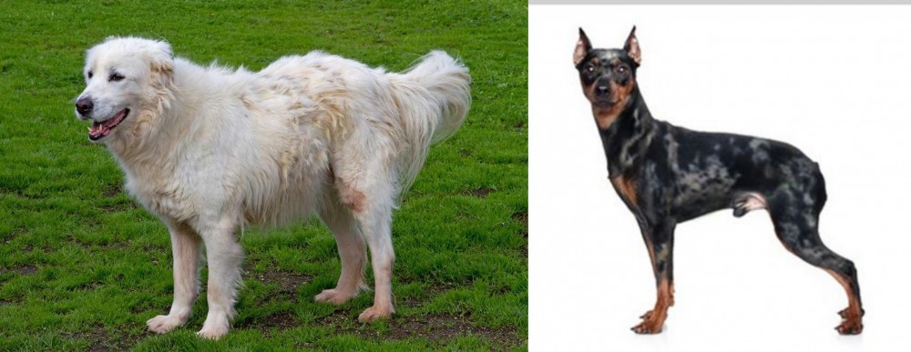 Harlequin Pinscher vs Abruzzenhund - Breed Comparison