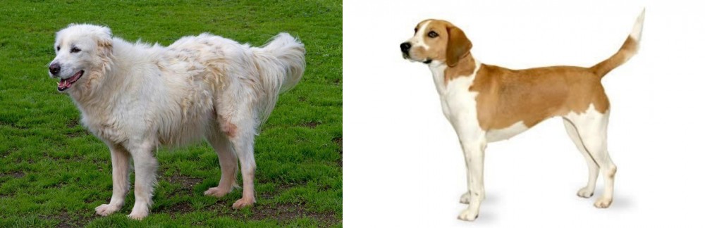 Harrier vs Abruzzenhund - Breed Comparison