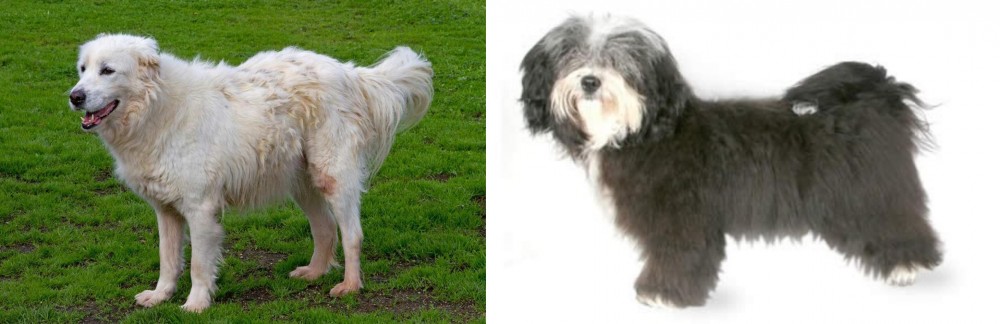 Havanese vs Abruzzenhund - Breed Comparison