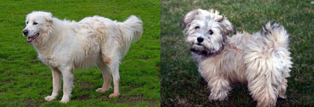 Havapoo vs Abruzzenhund - Breed Comparison