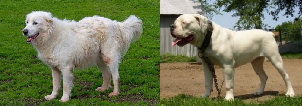 Hermes Bulldogge vs Abruzzenhund - Breed Comparison