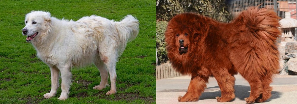 Himalayan Mastiff vs Abruzzenhund - Breed Comparison