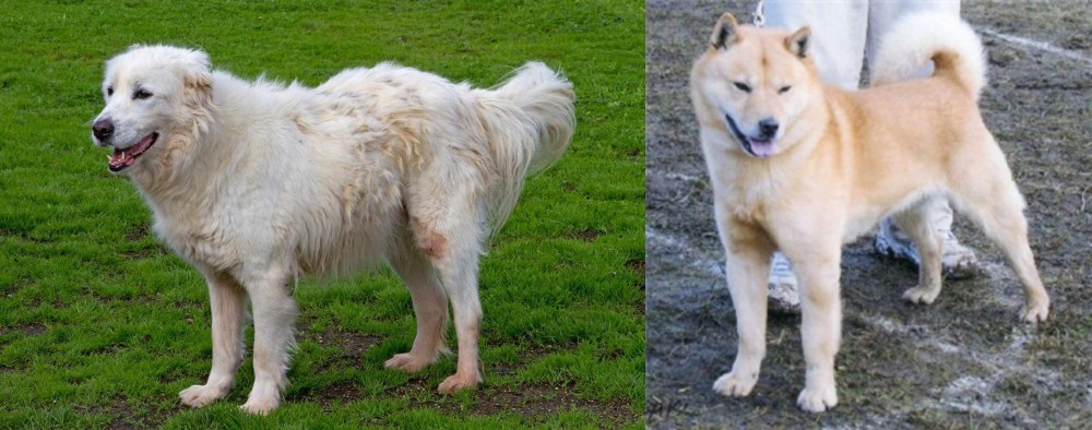 Hokkaido vs Abruzzenhund - Breed Comparison