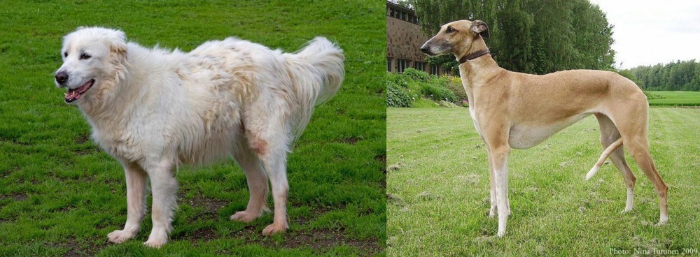 Hortaya Borzaya vs Abruzzenhund - Breed Comparison