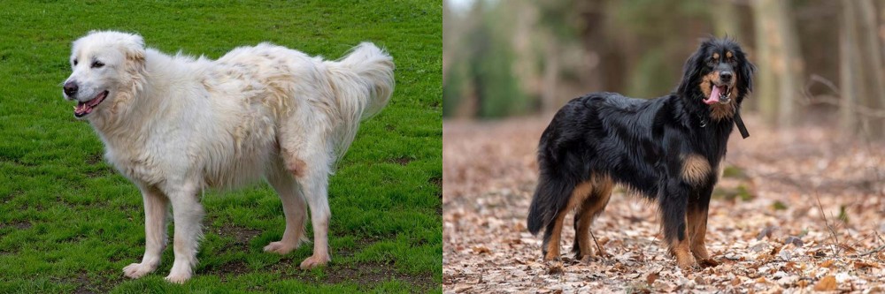 Hovawart vs Abruzzenhund - Breed Comparison