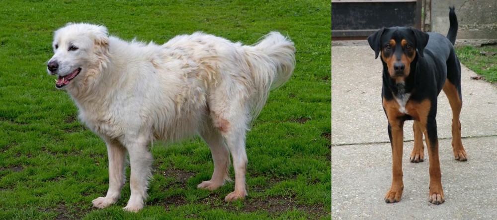 Hungarian Hound vs Abruzzenhund - Breed Comparison