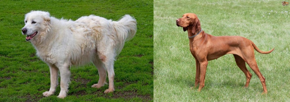 Hungarian Vizsla vs Abruzzenhund - Breed Comparison