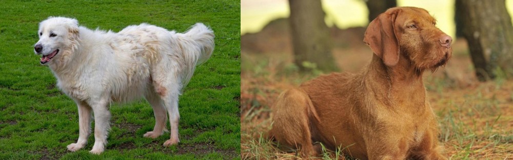 Hungarian Wirehaired Vizsla vs Abruzzenhund - Breed Comparison