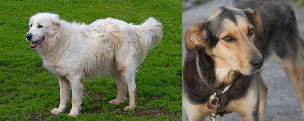 Huntaway vs Abruzzenhund - Breed Comparison