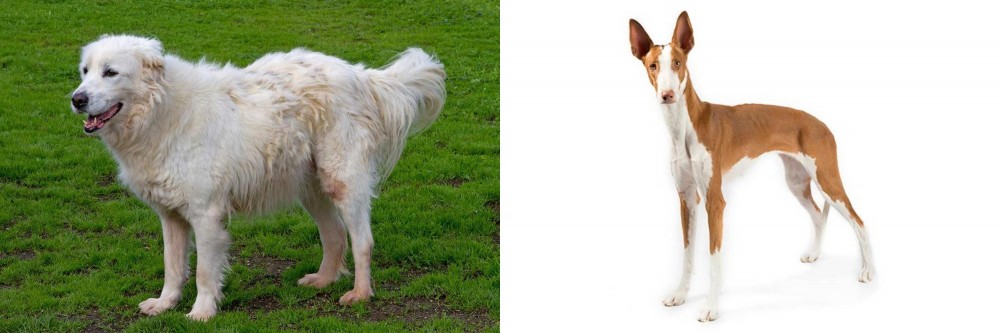 Ibizan Hound vs Abruzzenhund - Breed Comparison