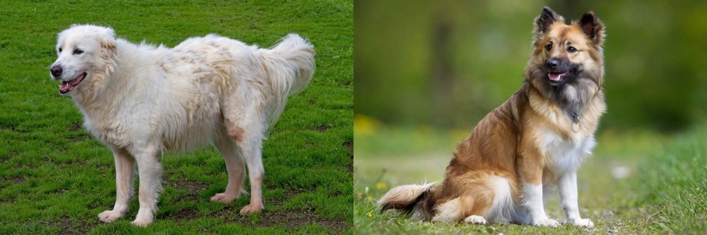 Icelandic Sheepdog vs Abruzzenhund - Breed Comparison