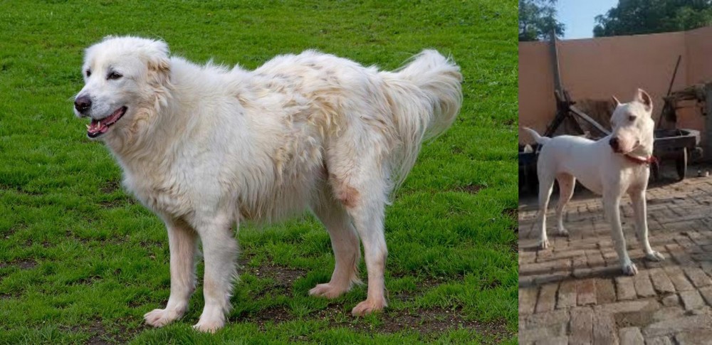 Indian Bull Terrier vs Abruzzenhund - Breed Comparison