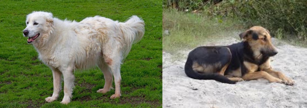 Indian Pariah Dog vs Abruzzenhund - Breed Comparison