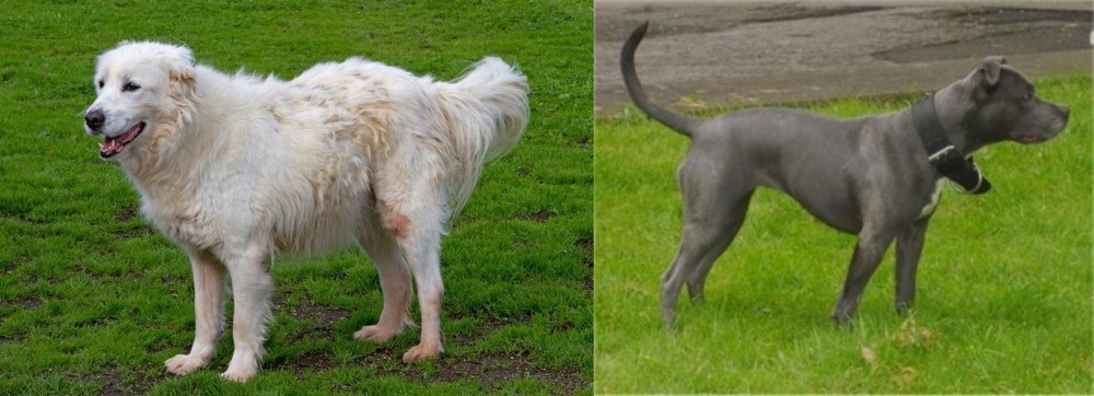 Irish Bull Terrier vs Abruzzenhund - Breed Comparison
