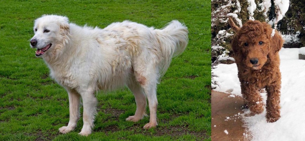 Irish Doodles vs Abruzzenhund - Breed Comparison