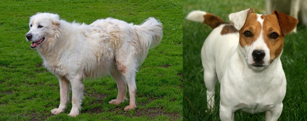 Irish Jack Russell vs Abruzzenhund - Breed Comparison