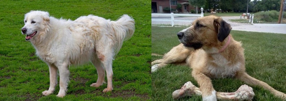 Irish Mastiff Hound vs Abruzzenhund - Breed Comparison
