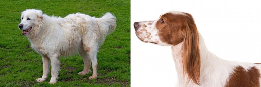 Irish Red and White Setter vs Abruzzenhund - Breed Comparison