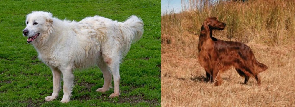 Irish Setter vs Abruzzenhund - Breed Comparison