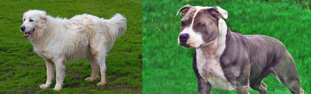 Irish Staffordshire Bull Terrier vs Abruzzenhund - Breed Comparison