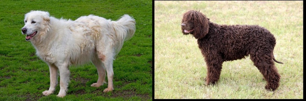 Irish Water Spaniel vs Abruzzenhund - Breed Comparison
