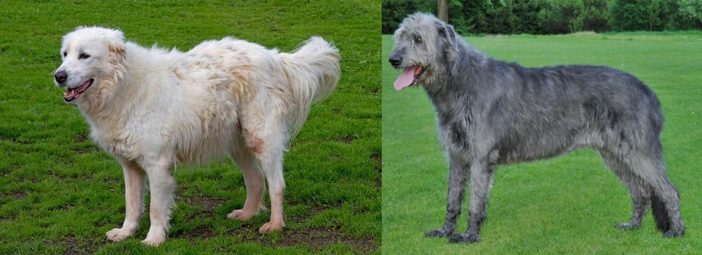 Irish Wolfhound vs Abruzzenhund - Breed Comparison