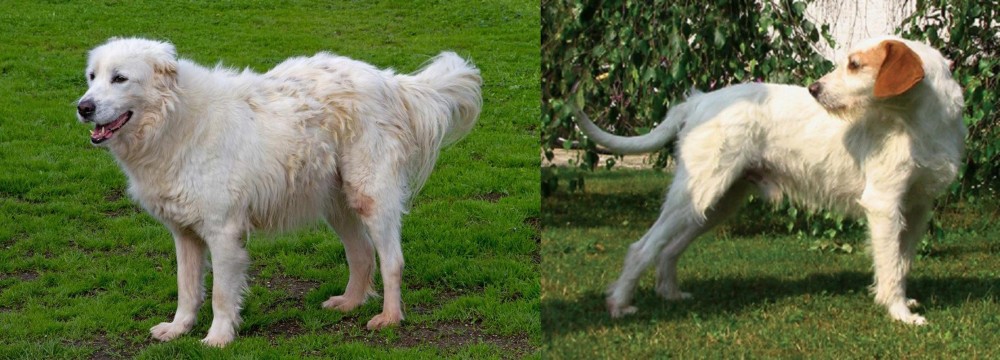 Istarski Ostrodlaki Gonic vs Abruzzenhund - Breed Comparison