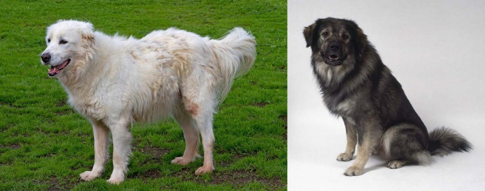 Istrian Sheepdog vs Abruzzenhund - Breed Comparison