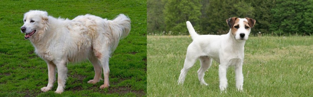 Jack Russell Terrier vs Abruzzenhund - Breed Comparison