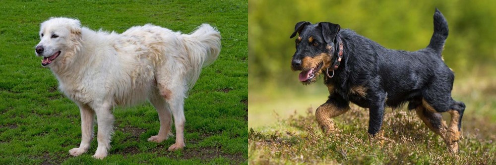 Jagdterrier vs Abruzzenhund - Breed Comparison