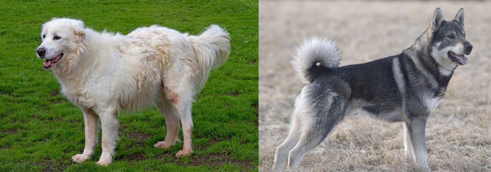 Jamthund vs Abruzzenhund - Breed Comparison