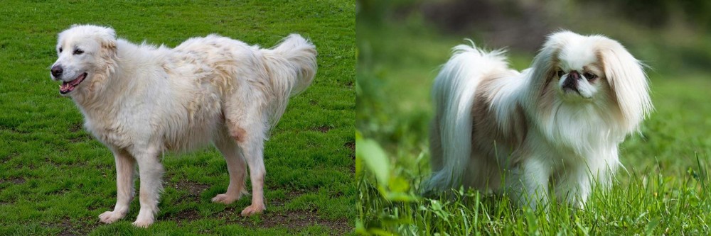 Japanese Chin vs Abruzzenhund - Breed Comparison